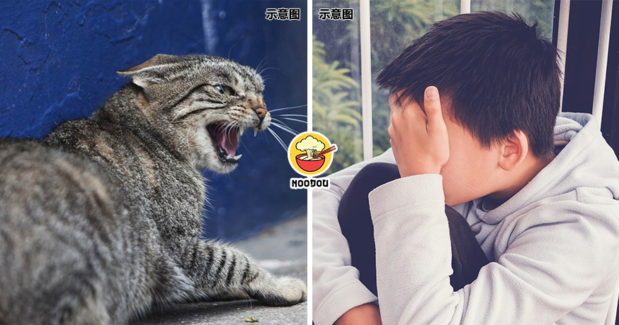 2025 Rabies Cat Ft Img