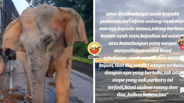 FT IMG Elephant