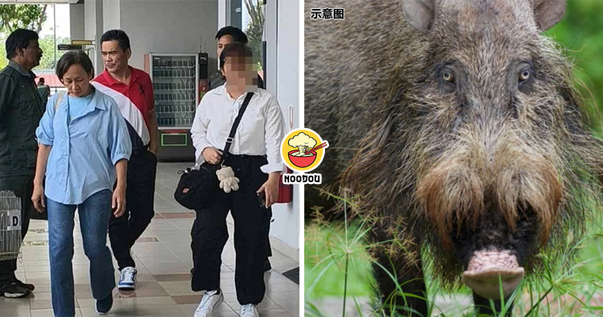 Babi Bodoh Fined RM11k Ft Img