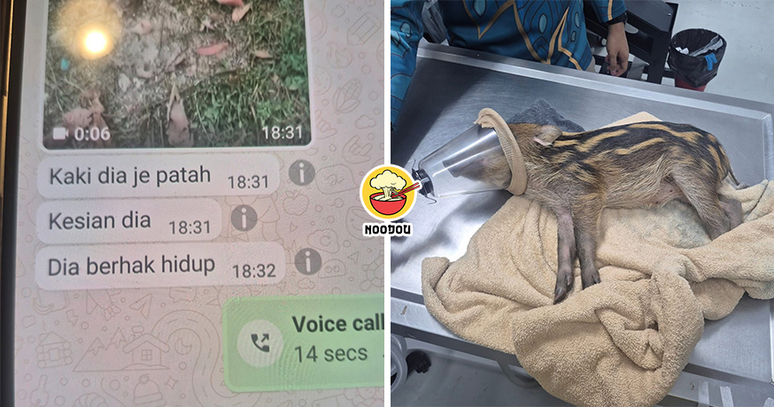Malay Save Baby Boar Ft Img